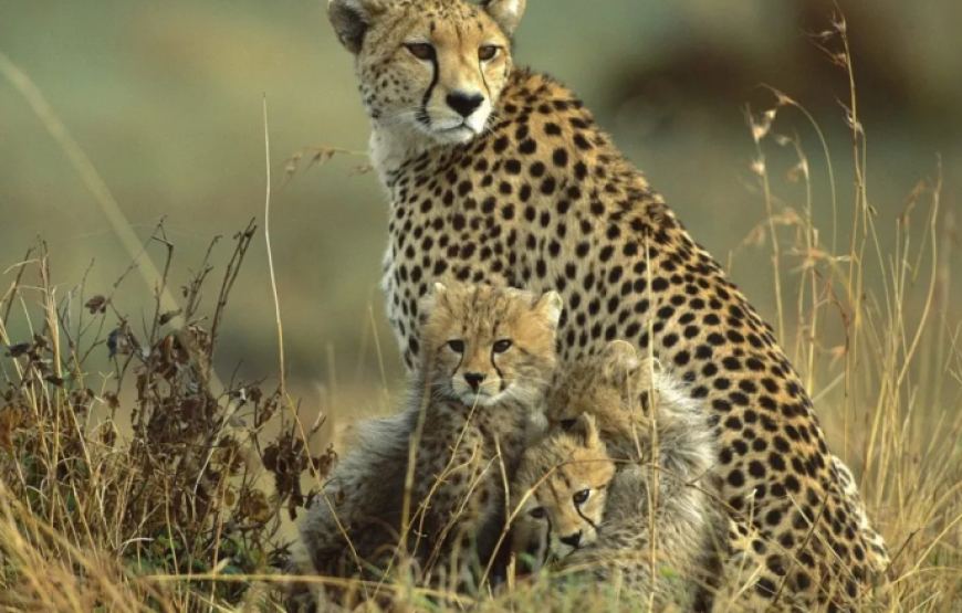 Kenya Safari & Zanzibar Beach Experience – 10 Days