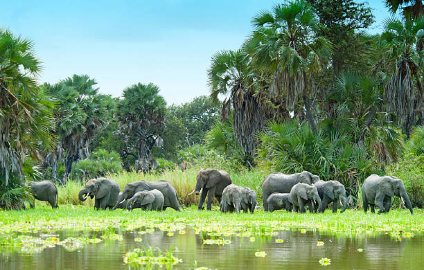 TANZANIA WILDLIFE, LAKE & CRATER 09 DAY SAFARI