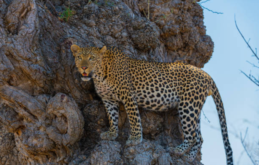 TANZANIA WILDLIFE, LAKE & CRATER 09 DAY SAFARI