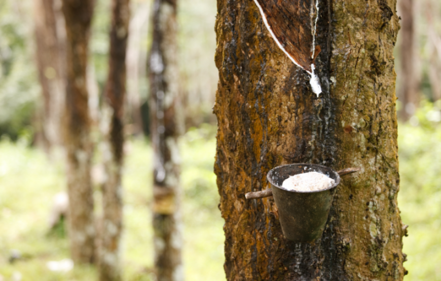 Discover Liberia – 8 Days