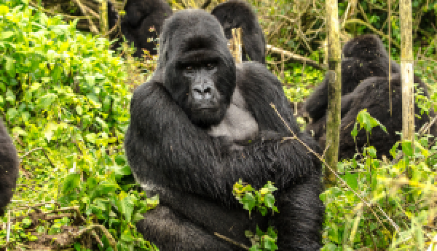 Rwanda - Gorilla