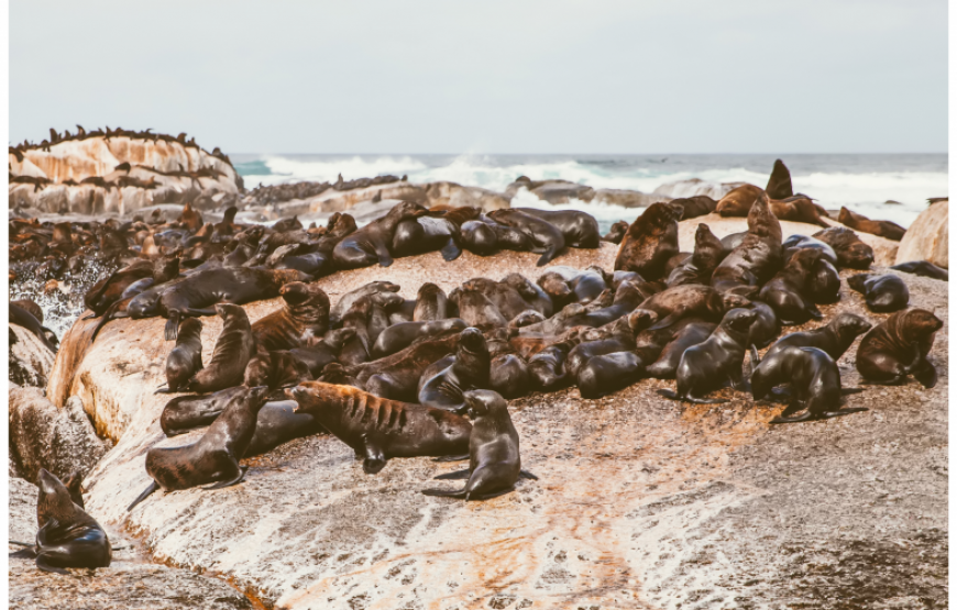 South Africa & Victoria Falls